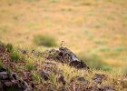 Oostelijke blonde tapuit (eastern black-eard wheatear) (Oenanthe melanoleuca)- Ongiin Khiid 18-08-2016